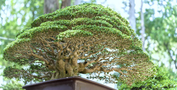 在形状中的盆栽植物绿色盆景树图片