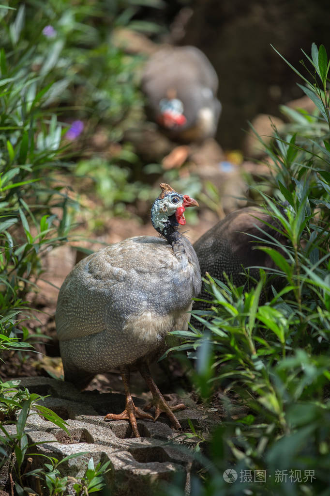 在花园里的珍珠鸡