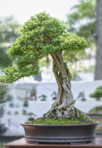 在形状中的盆栽植物绿色盆景树图片