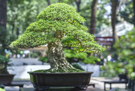 在形状中的盆栽植物绿色盆景树图片