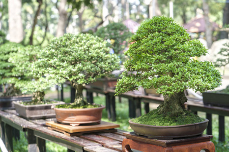 在形状中的盆栽植物绿色盆景树图片