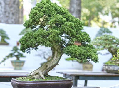 在形状中的盆栽植物绿色盆景树图片