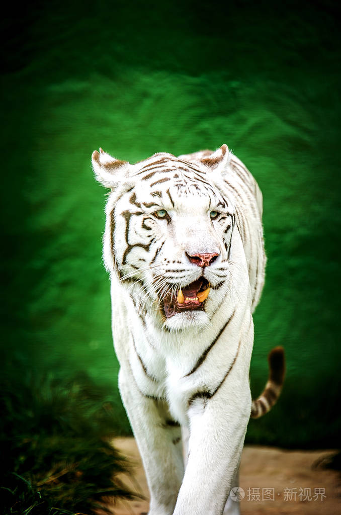 在绿色背景上稀有的白老虎
