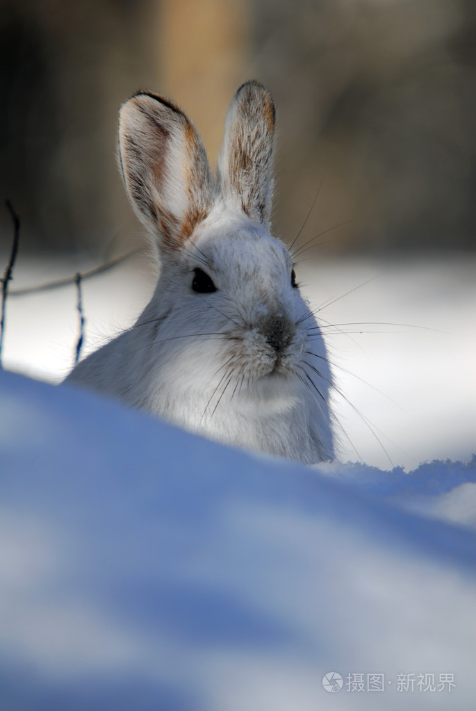雪鞋野兔