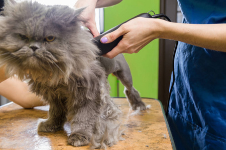 猫咪在宠物美容美发美容照片