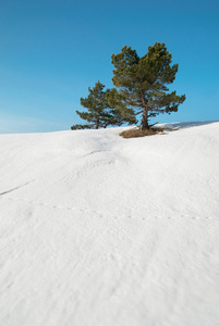 绿色冷杉与雪