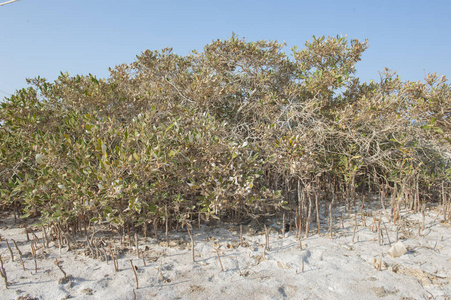 红树林植物根在沙滩上图片