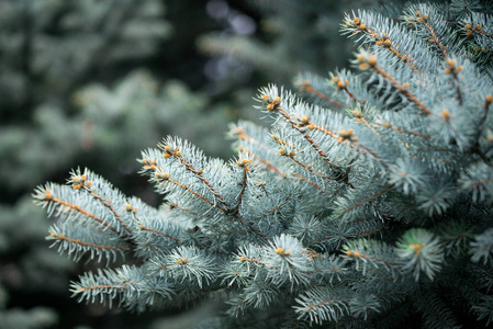 圣诞树，从绿色杉木树分支，蓬松的年轻分支与针枞树背景