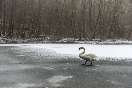 冬天土地雪白色天鹅鸟走冰湖 22