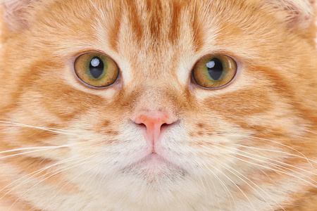 红猫脸特写照片