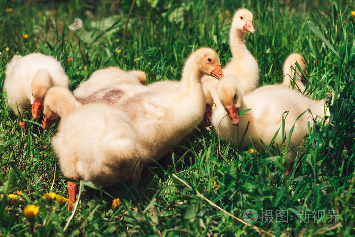 一只小黄色鹅在绿色的草坪上