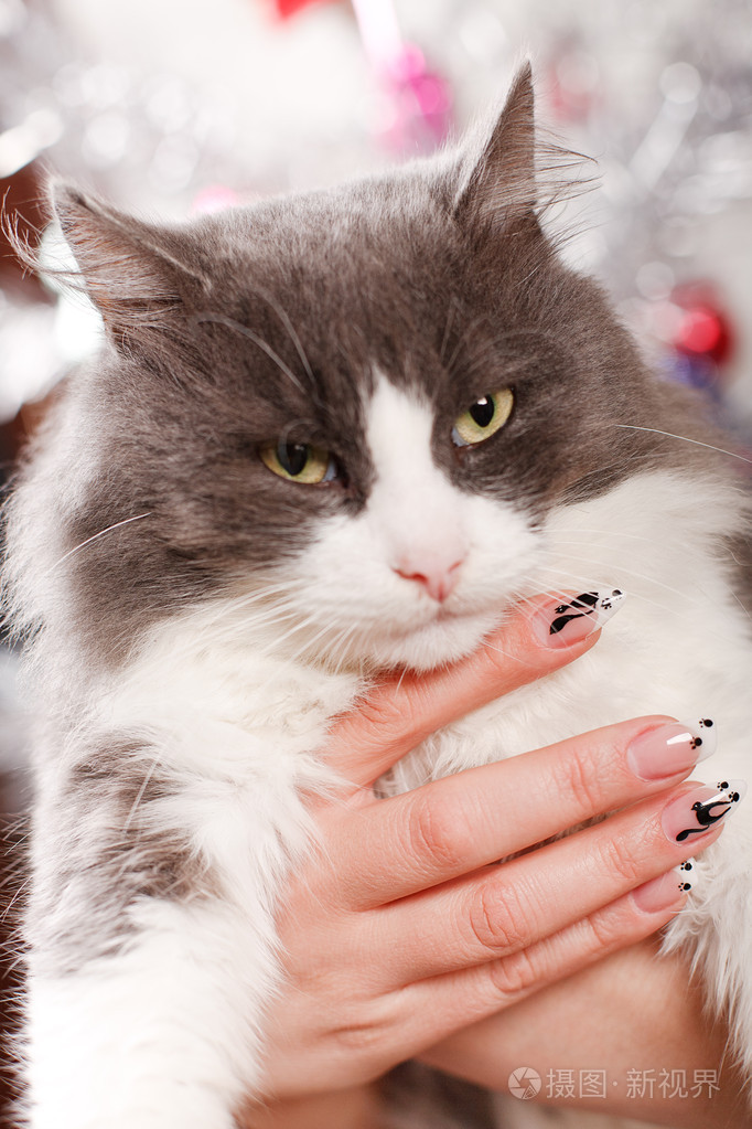 小便小僧修指甲的女性手保持猫照片-正版商用图片01uj4c-摄图新视界