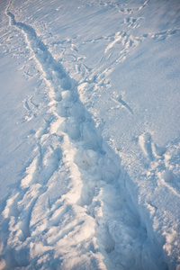 在雪中脚标记