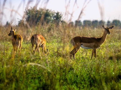 黑斑羚羚羊警觉站在非洲大草原，肯尼亚