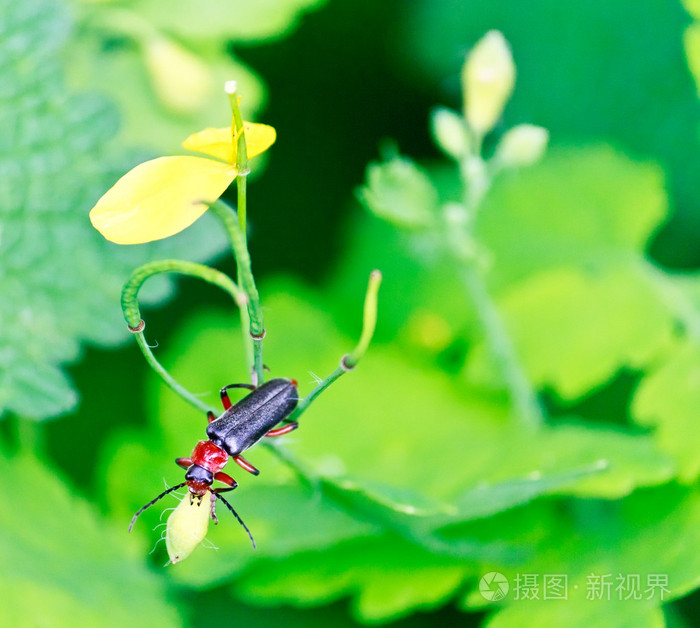 坐在叶甲虫的关门