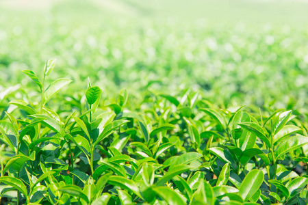 绿茶的叶.绿茶植物农业领域为背景的照片