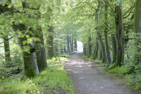 通过春季森林路径