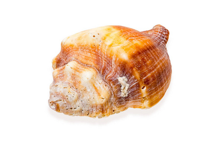 孤立的白色背景上的宏观海贝壳