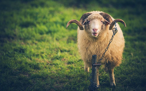 犹太人吹羊角羊捻角羚角阿尔勒美利奴羊角特写大角羊大角羊肖像大角羊