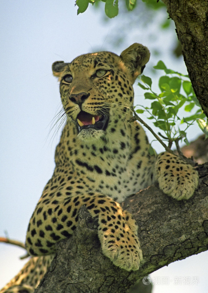 豹 美洲豹,金钱豹,花豹照片-正版商用图片01uudo-摄图新视界