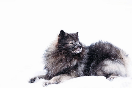 松狮狗躺在雪地里在冬天