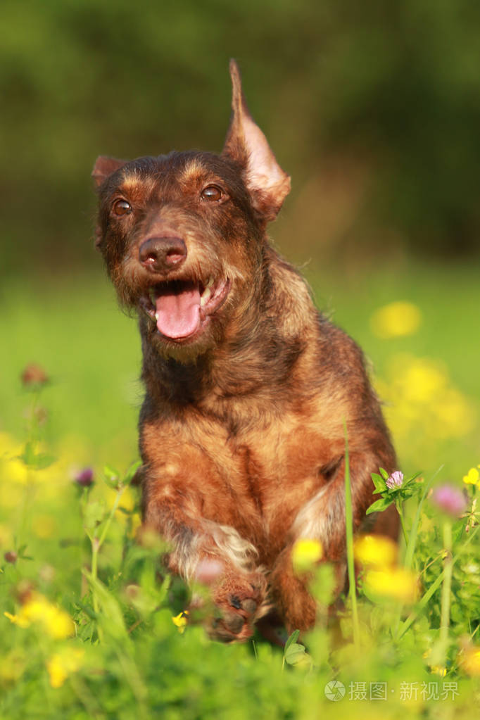 可爱的棕色小狗贯穿花田