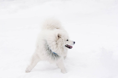 在白色背景上的萨摩耶德犬。冬天