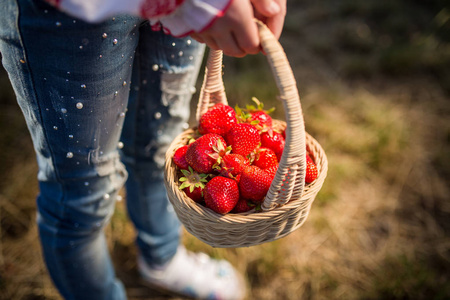 女人手里拿着篮子与有机花园夏天草莓浆果的特写。健康的生活方式和健康饮食。水果和浆果