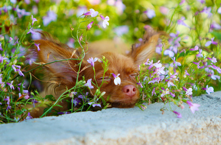 红头发的小狗睡在花坛里。一只小狗在公园里休息