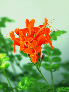 橙色地中海花