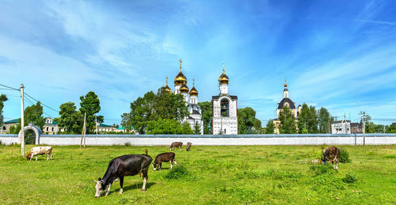 牛在牧场地在圣尼古拉斯修道院在佩扎列斯基雅罗斯拉夫尔，俄罗斯