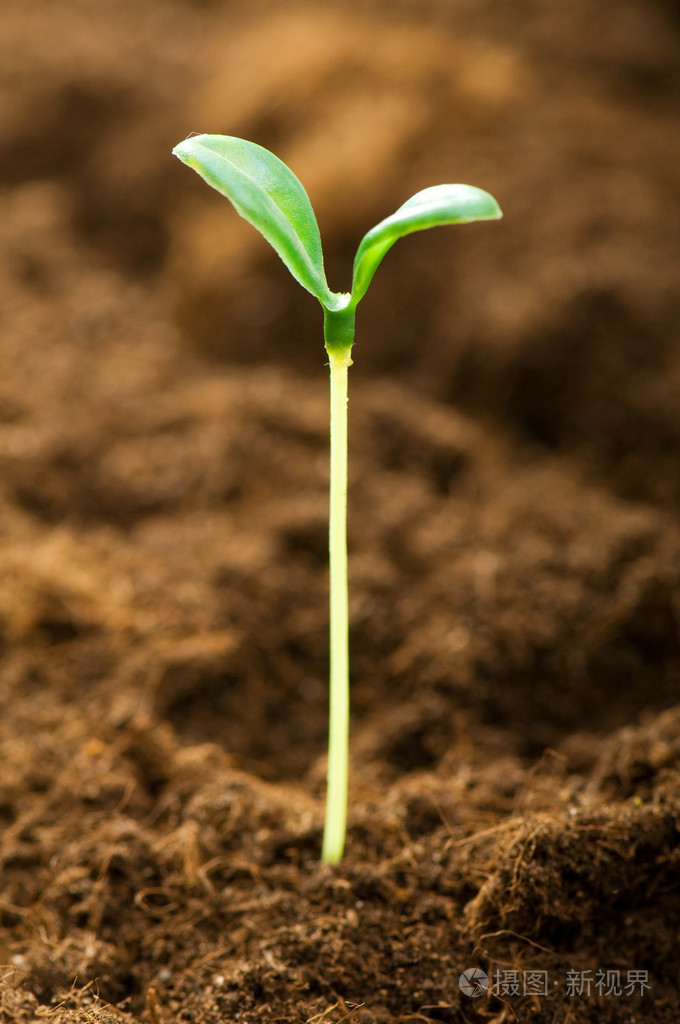 说明新生命概念的绿苗