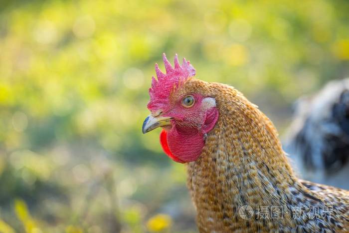母鸡的脸的特写