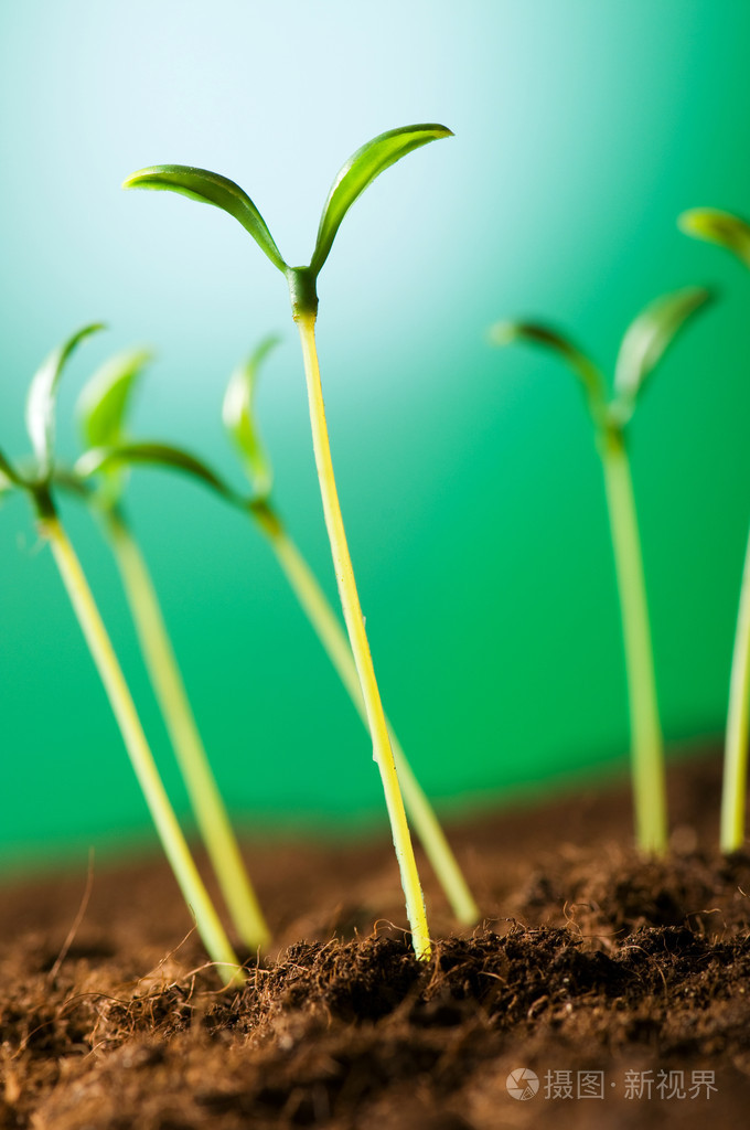 说明新生命概念的绿苗