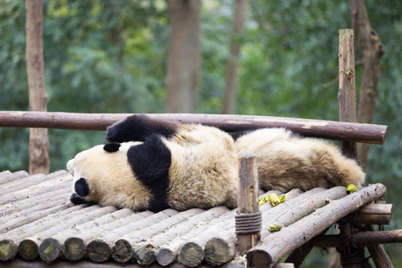 可爱的熊猫在动物园
