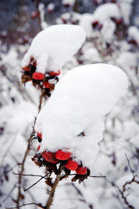 花园里覆盖着雪的红色浆果