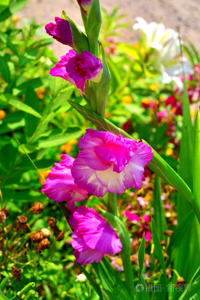 粉红色的唐菖蒲切花在花圃在花园里的花
