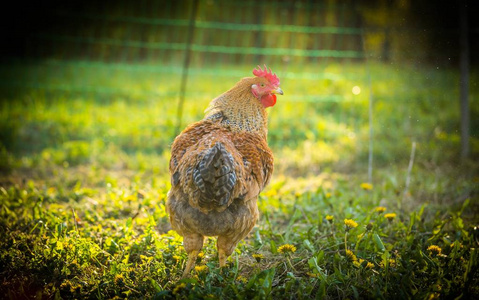 三色波兰鸡图片-三色波兰鸡素材-三色波兰鸡插画-摄图新视界