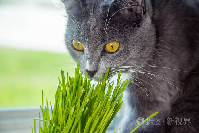 猫 发芽燕麦所需的维生素 绿草在花盆里 猫吃草有用 猫灰色 芳草绿 背景 木制的黑暗的董事会 发芽的燕麦是有用的猫 照片 正版商用图片01vkkk 摄图新视界