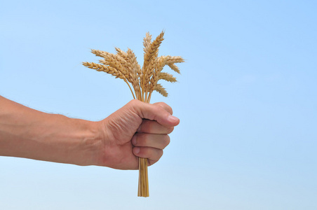 手中的小麦