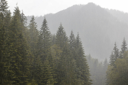 山水的森林和山与雨