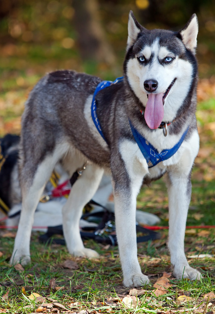 西伯利亚哈士奇