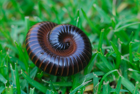 节肢动物无脊椎动物图片