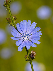 菊苣花