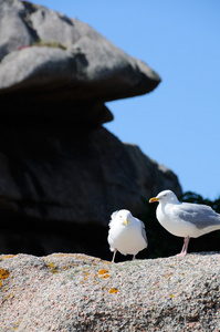 海鸥 seagull的名词复数 