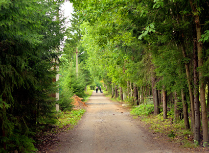 农村公路在松林在夏天