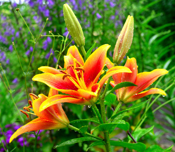 红色和黄色的百合花，用滴在花园