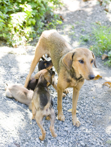 母犬，幼犬托巴戈