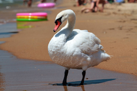 在沙滩上的大白色天鹅