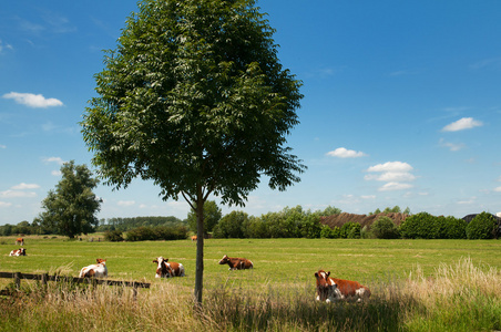 荷兰风景与奶牛